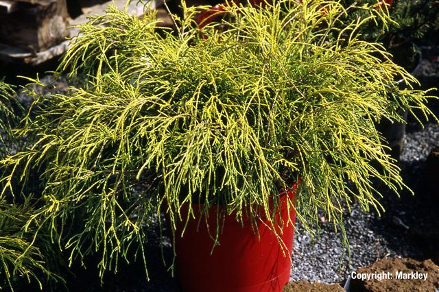 Chamaecyparis pisifera 'Sungold'
