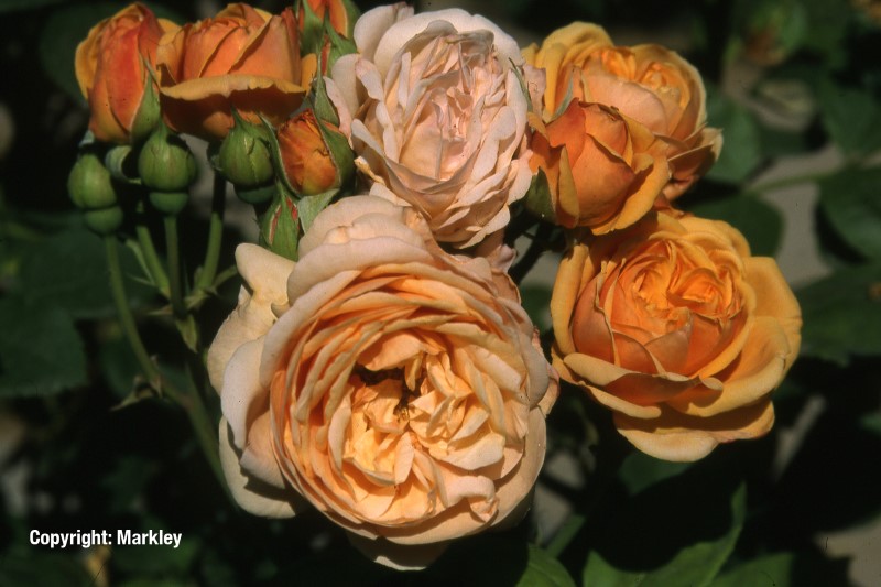 Rosa 'Charles Austin' -R-