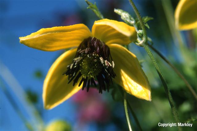 Clematis tangutica 'Golden Tiara'