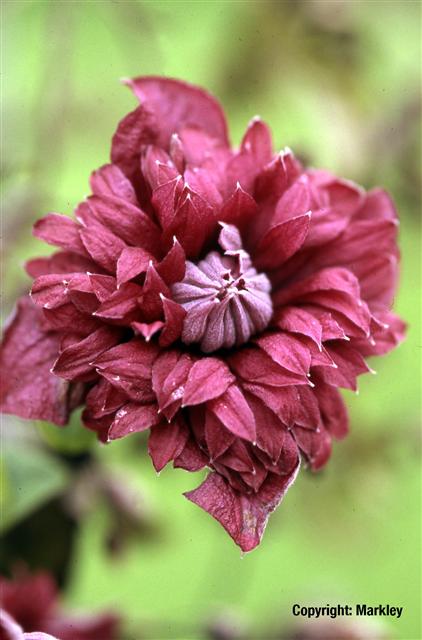 Clematis viticella 'Purpurea Plena Elegans'