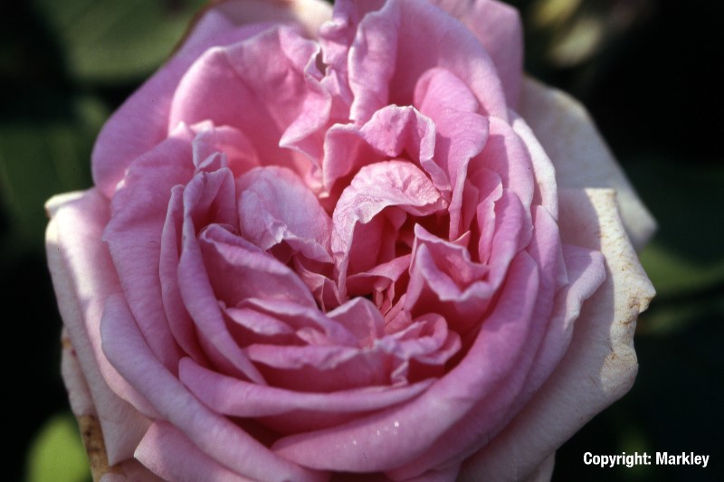 Rosa rugosa 'Conrad Ferdinand Meyer'