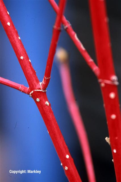 Cornus alba 'Sibirica'