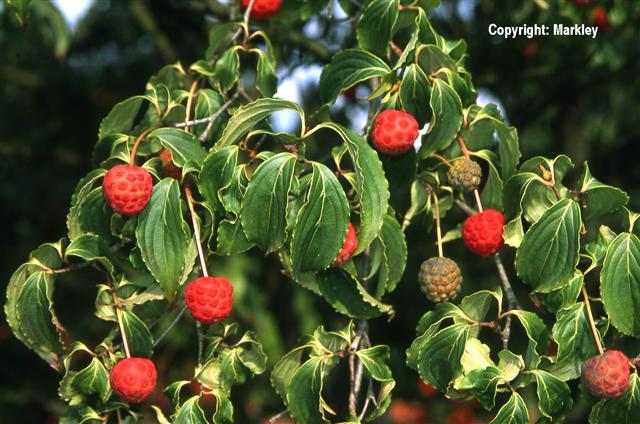 Cornus kousa