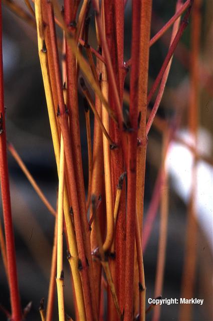 Cornus sanguinea 'Midwinter Fire'