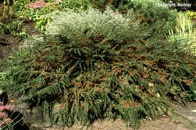 Cotoneaster horizontalis