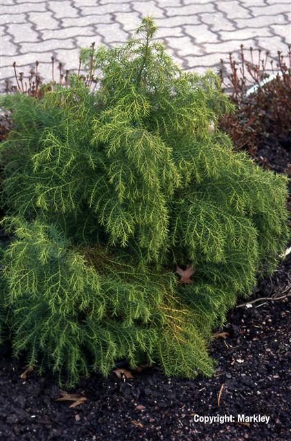Cryptomeria japonica 'Elegans Viridis'