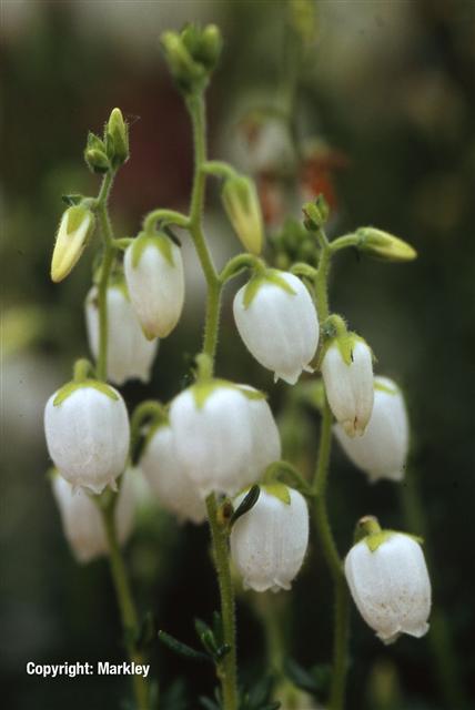 Daboecia cantabrica 'Alba'