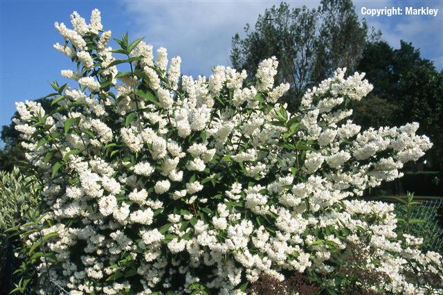 Deutzia magnifica