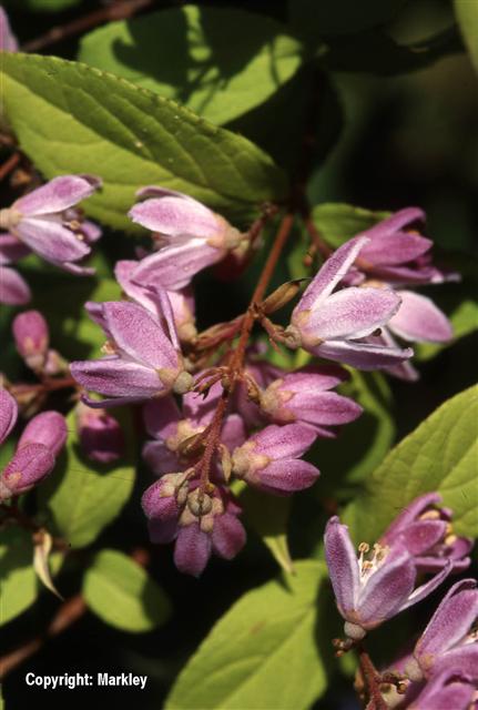 Deutzia rosea