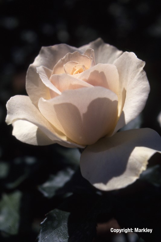 Rosa 'Edelweiß' -R-