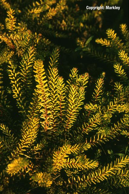 Empetrum nigrum 'Bernstein'