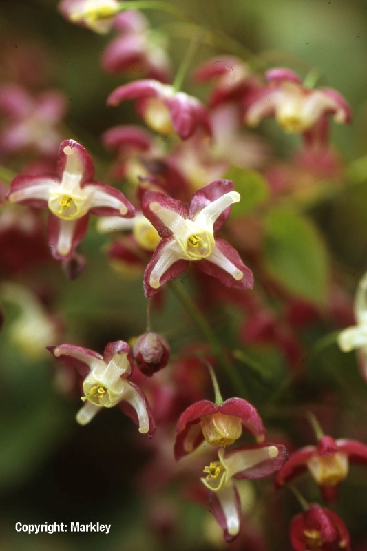 Epimedium rubrum