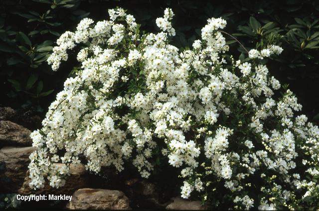 Exochorda 'The Bride'
