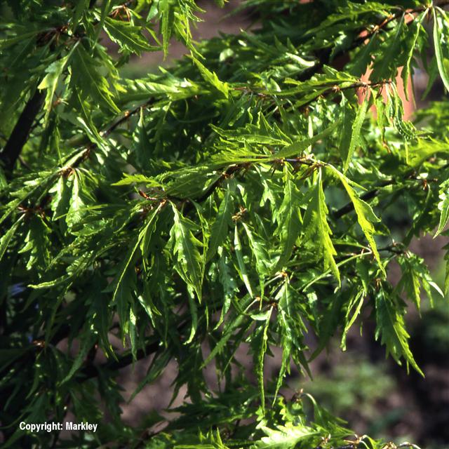 Fagus sylvatica 'Asplenifolia'