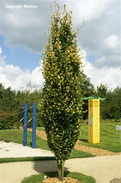 Fagus sylvatica 'Dawyck Gold'