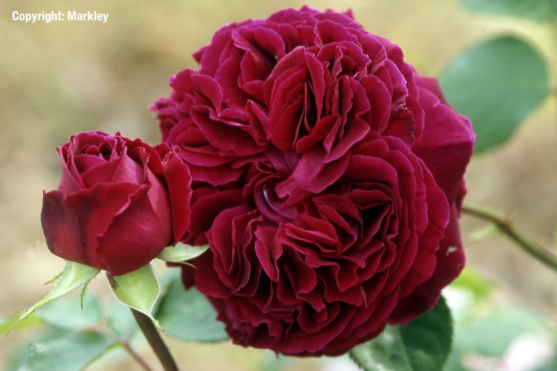 Rosa 'Falstaff' -R-