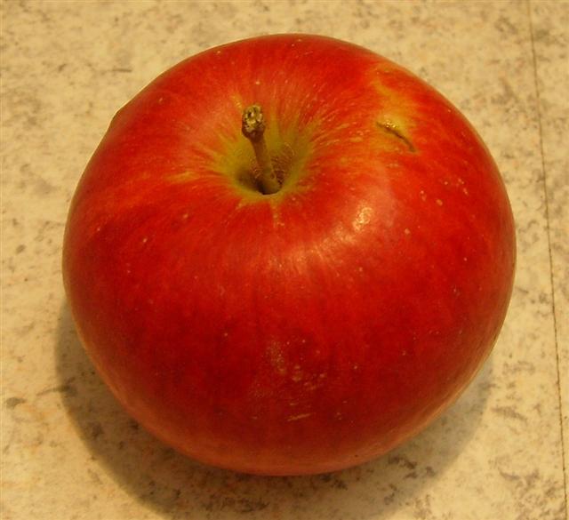 Malus 'Feldkahler Sämling'