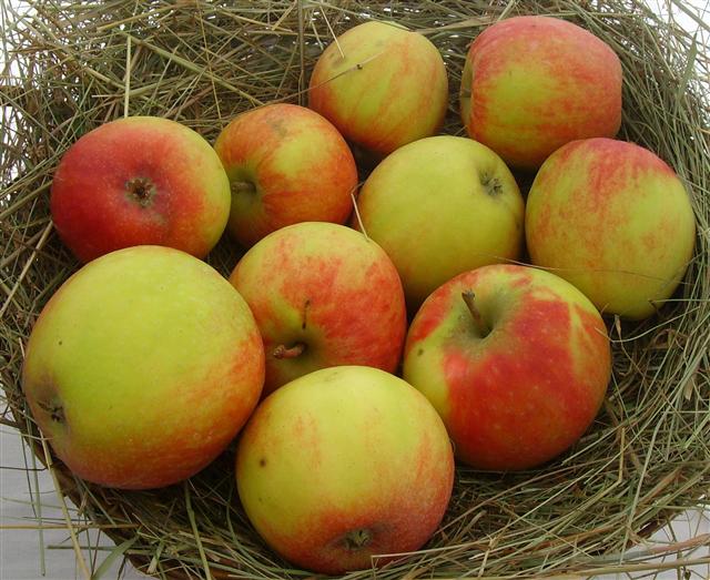 Malus 'Geheimrat Dr. Oldenburg'