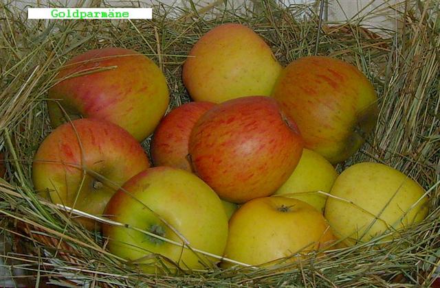 Malus 'Goldparmäne'