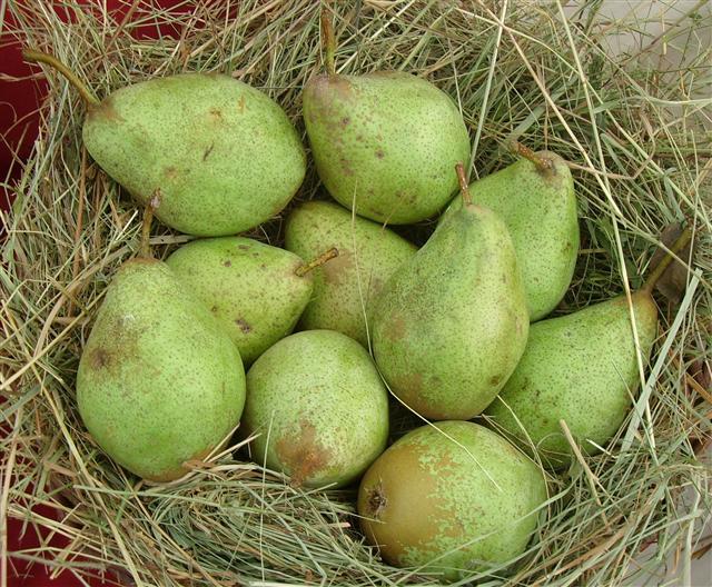 Pyrus com. 'Gräfin von Paris'