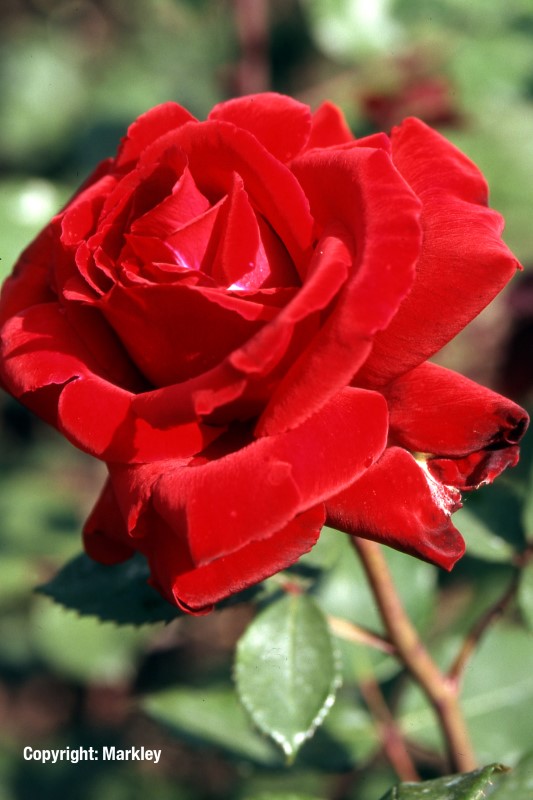 Rosa 'Graf Lennart' -R-