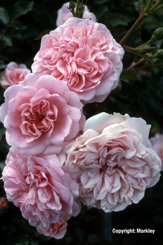 Rosa 'Granny' -R-