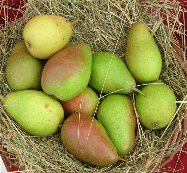 Pyrus com. 'Gute Luise'