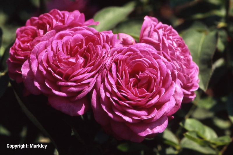 Rosa 'Heidi Klum Rose' -R-