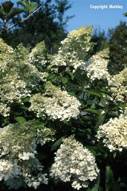 Hydrangea paniculata 'Grandiflora'