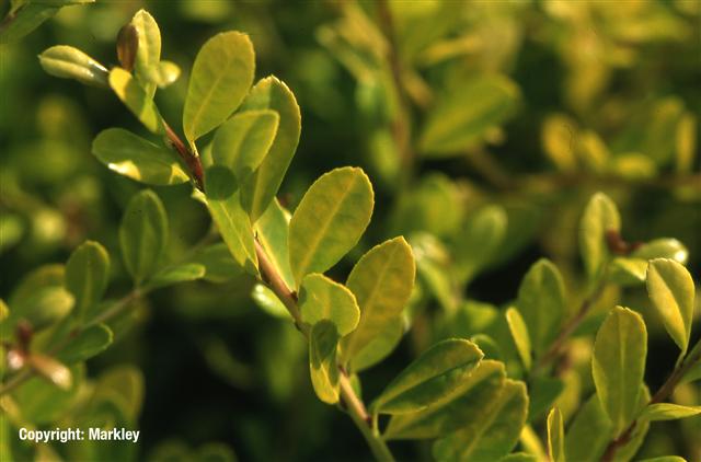 Ilex crenata 'Golden Gem'
