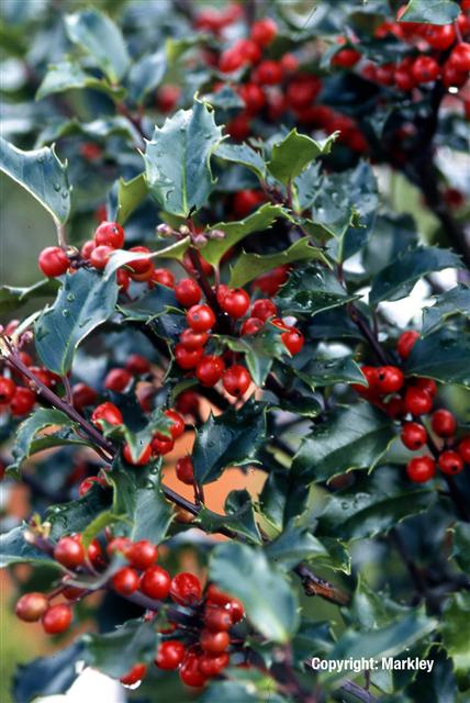 Ilex meserveae 'Blue Princess'