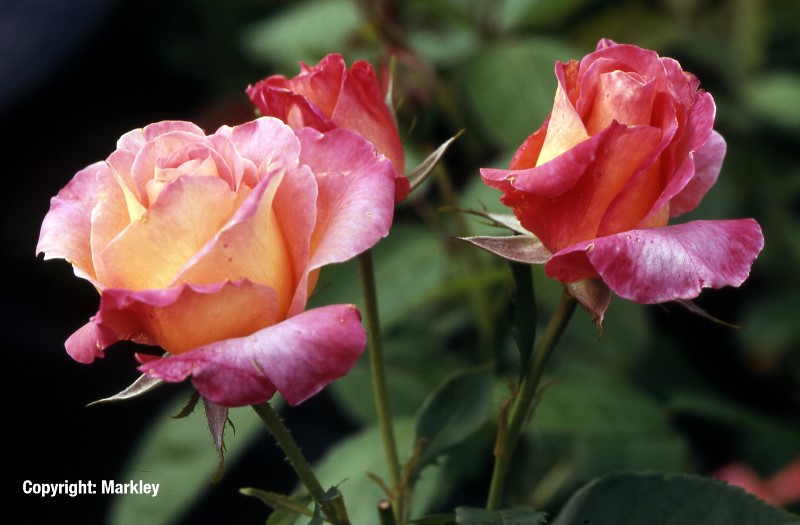 Rosa 'Inspiration' -R-