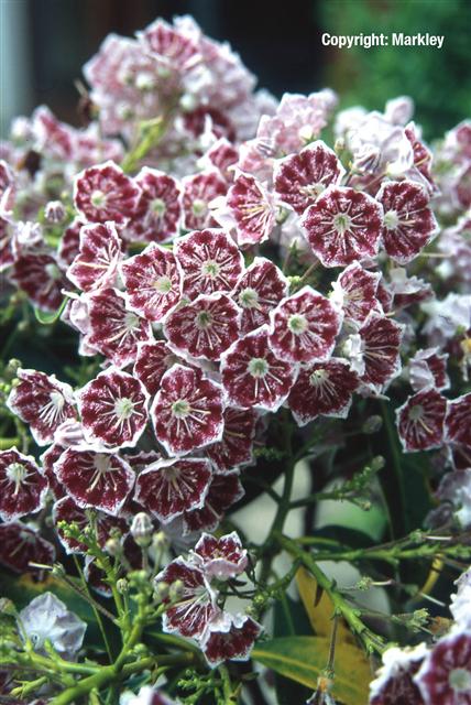 Kalmia latifolia 'Kaleidoskop'