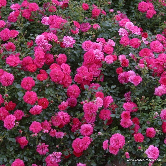 Rosa 'Knirps' - R -