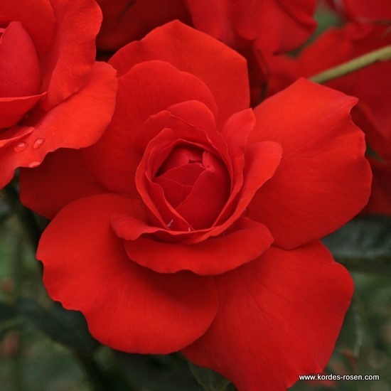 Rosa 'Kordes Brillant' -R-