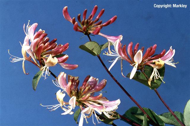 Lonicera periclymenum 'Serotina'