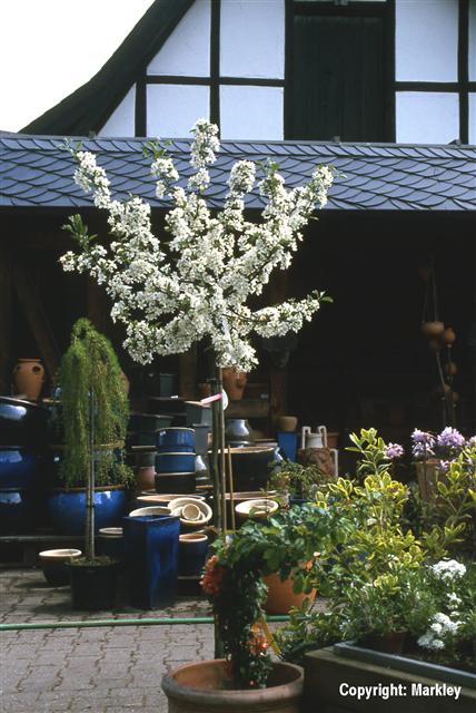 Malus sargentii 'Tina'