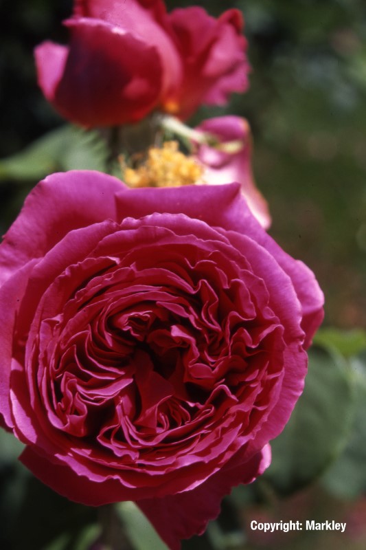 Rosa 'Othello' -R-