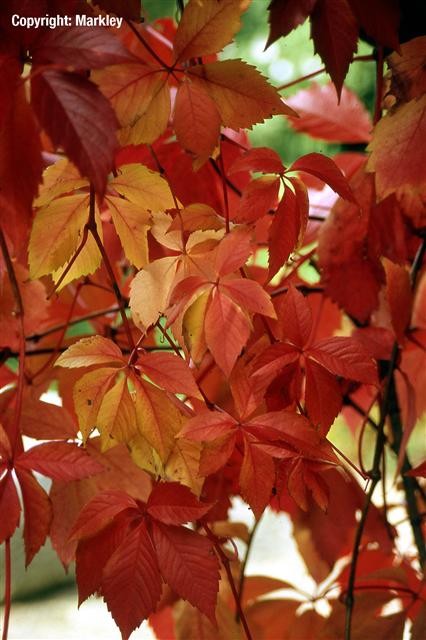 Parthenocissus quinquefolia 'Engelmannii'