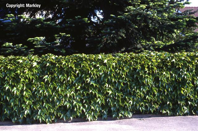 Parthenocissus tricuspidata 'Veitchii'