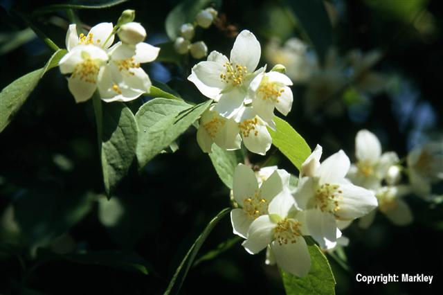 Philadelphus coronarius