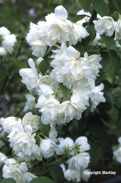 Philadelphus 'Virginal'