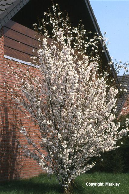 Prunus kurilensis 'Brillant'
