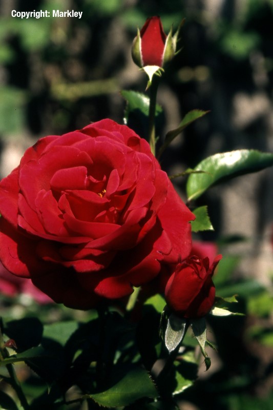 Rosa 'Red Flame' - R -