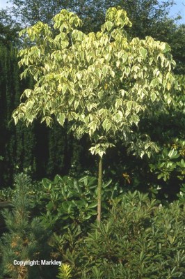 Acer negundo 'Aureovariegatum'