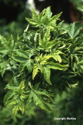 Acer palmatum 'Shishi-gashira'