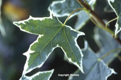 Acer platanoides 'Drummondii'