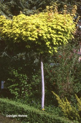 Acer platanoides 'Golden Globe'