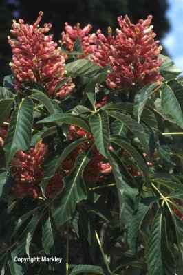 Aesculus pavia 'Koehnei'
