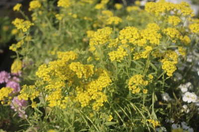 Keine Abbildung zugeordnet 